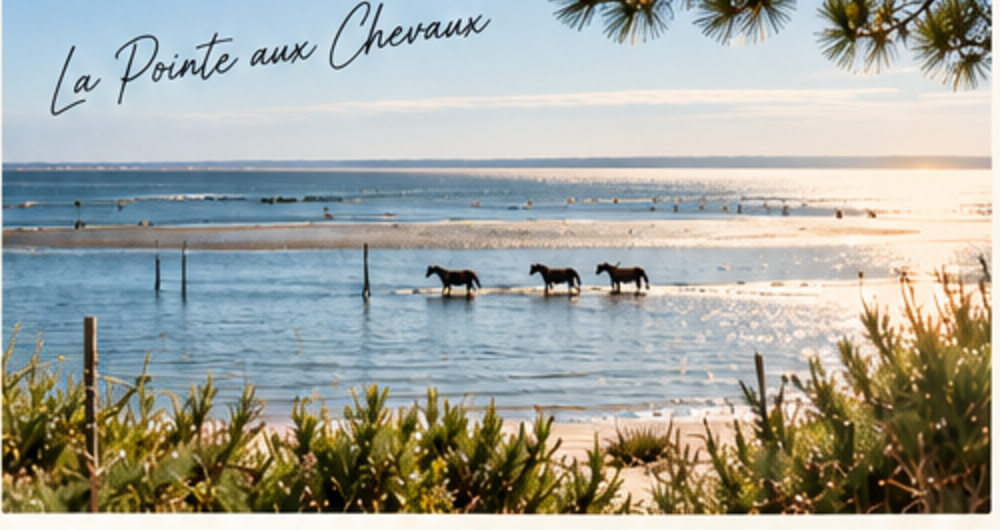 Chevaux traversant les eaux basses du Bassin à la Pointe aux Chevaux, au coucher du soleil